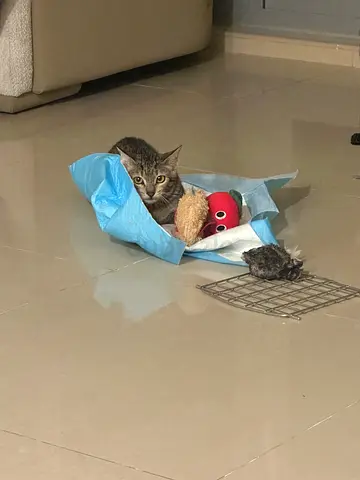 Tabby kitten