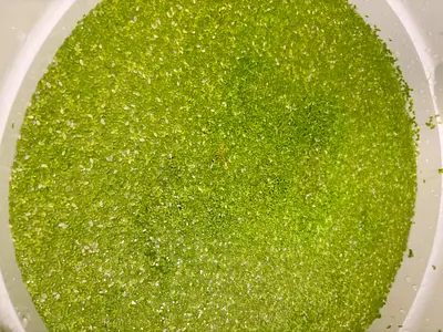 Duckweed leaves/nodes
