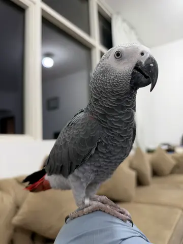 Talking Jumbo Congo African Grey | 1 Year Old