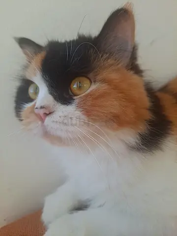 Calico long-haired female cat — friendly and calm, ready for a new home