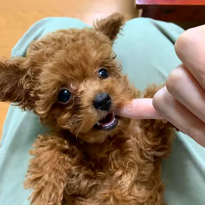 Tiny Red Toy Poodle Puppy — Friendly and Playful