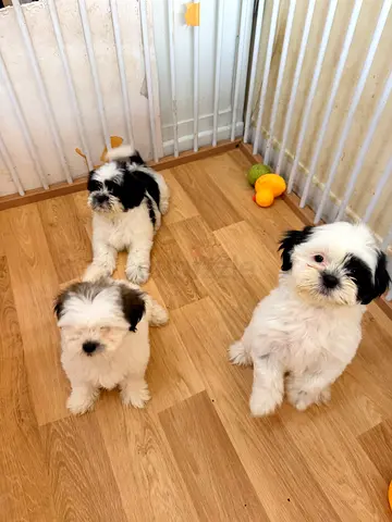 3 Friendly Shih Tzu Puppies — Healthy, Playful, Ready for New Home