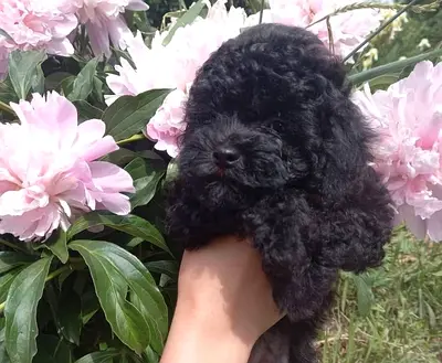 Cute black toy poodle puppy available