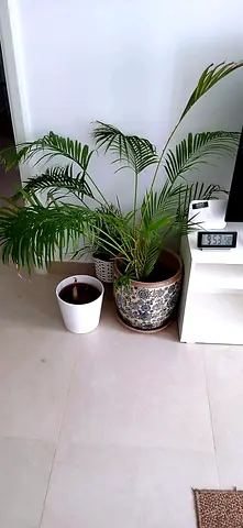 Large areca palm plant in ceramic pot