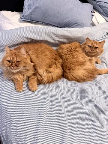 2 Persian Turkish Angora Cats