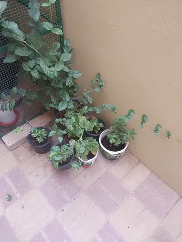 Plants 25 aed