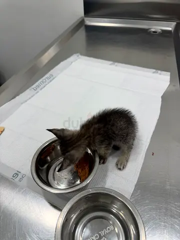 Kitten for adoption