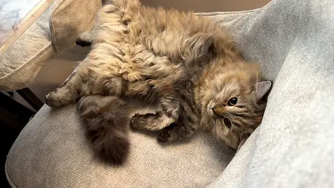 Fluffy long-haired female cat looking for a new home