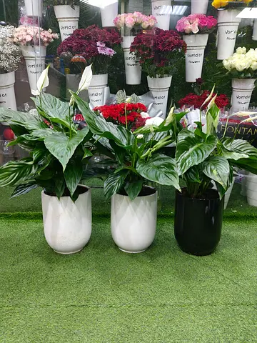 Peace lily Indoor plants