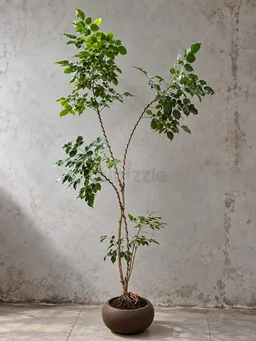 Red machera plant custom styled with shallow fiber pot