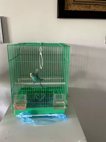 Budgie pair
