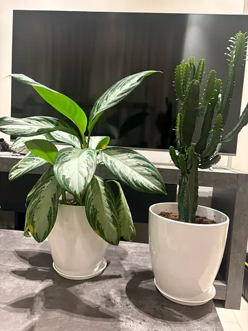 4 white big pots with their plants