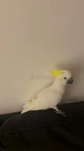 Cockatoo