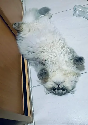 A british persian long hair for adoption