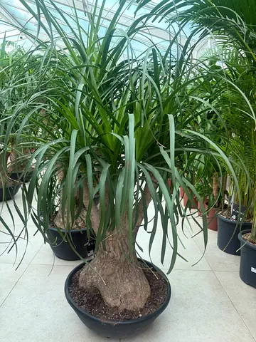 Ponytail Palm (Beaucarnea recurvata ~  Elephant's Foot Tree)