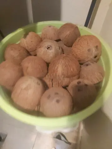 Coconut shells fir crafting and camping
