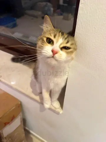 Cute female cats
