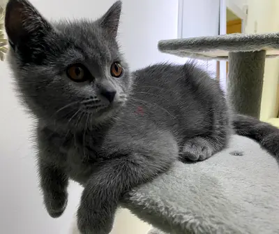 Adorable British Shorthair Kitten