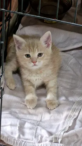 2 Months old adorable kittens for adoption