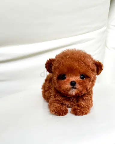 Tiny red toy poodle puppy — adorable healthy little companion