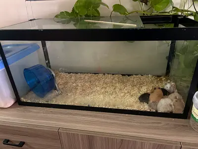 Glass terrarium tank with bedding and hamster wheel (used)