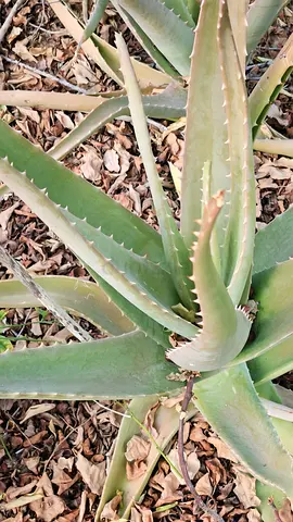 Aloevera