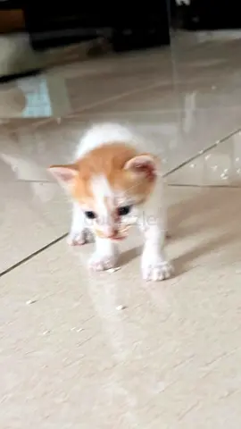 Cats for adoption
