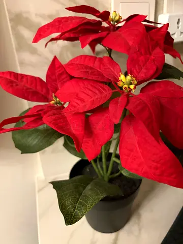 Red Poinsettia Plant in Pot — Good Condition, Ready to Decorate