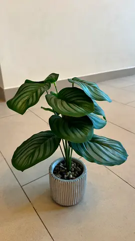 Artificial Calathea Plant with Decorative Pot – 35cm