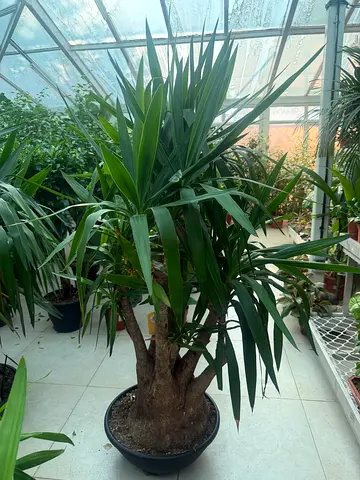 Spineless Yucca (Yucca elephantipes)