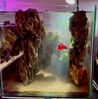 35cm CUBE Aquarium with Rockscape, Sand Substrate and Betta Fish