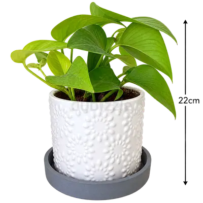 Small Potted Indoor Plant (Golden Pothos) with Decorative Ceramic Pot
