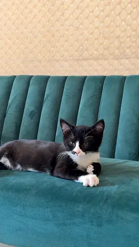 Pet