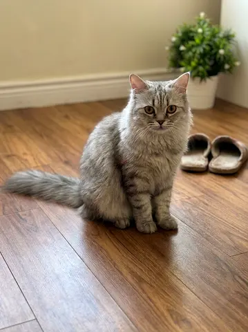 ‼️ Urgent - Cat Free Adoption