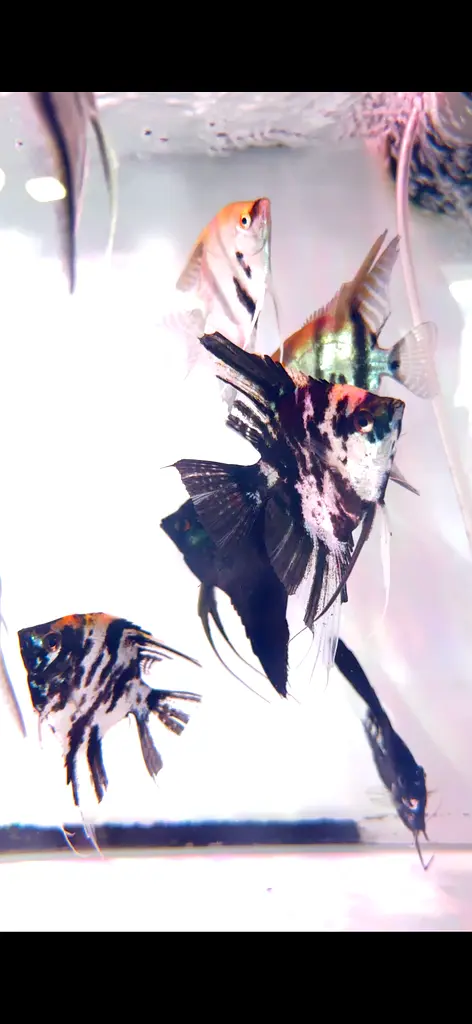 DPV_View_Image_0