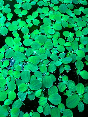 Aquarium floating plant lettuce