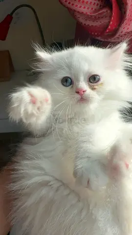 Khao Manee female kitten 8 weeks old
