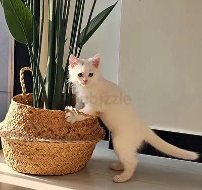 Pets