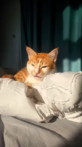 Cat looking for home