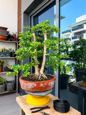 Fokien tea Bonsai Tree in Terracotta Pot - Ready to Rehome