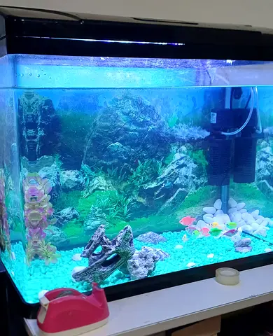 Fish tank with Fish and accessories.