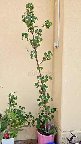 Large plant