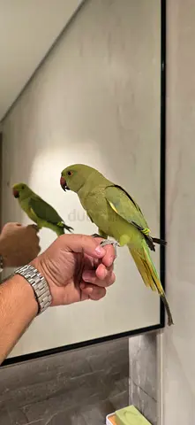 Ringneck parrot