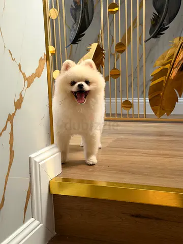 Teacup Pomeranian - 8 Months - Male
