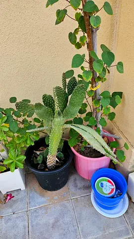 Cactus