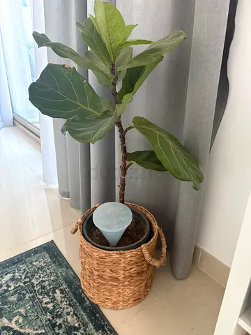 Fiddle Leaf Fig (Ficus lyrata) in Woven Basket - Indoor Plant