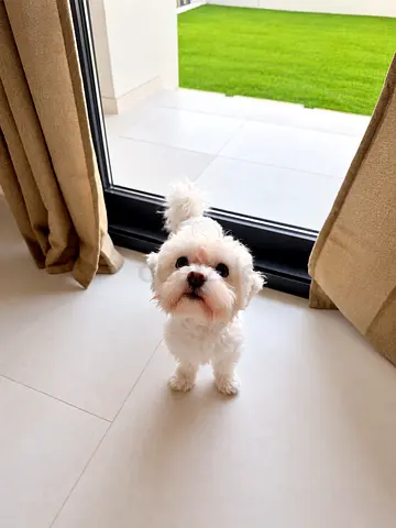 Maltese Boy, 1 Year Old – Free Adoption to Loving Home