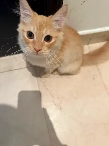 Cats for adoption