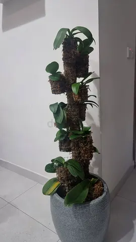 Orchid plants for sale