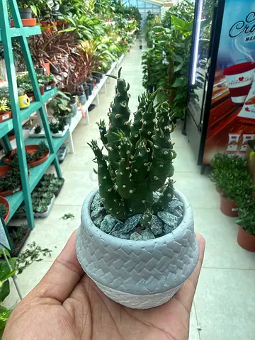Holland Exotic Succulent in Grey Textured Pot (10-15 cm) | Indoor Plant UAE